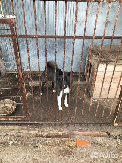 Щенки лайки рел