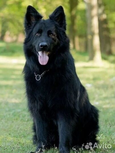 Немецкая овчарка