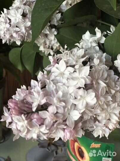 Сирень Красавица Москвы