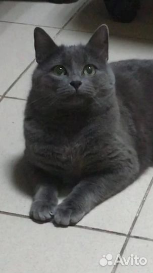 Кошка в добрые руки