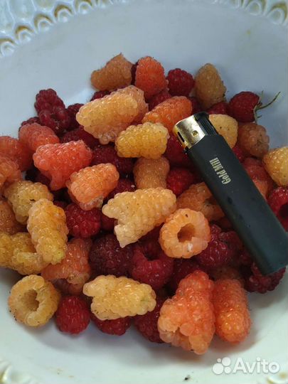 Малина ремонтантная жёлтая