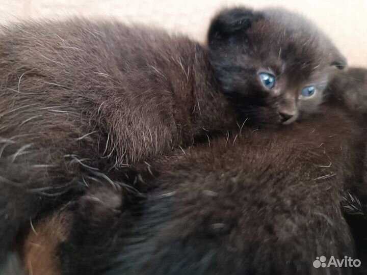 Шотландская кошка