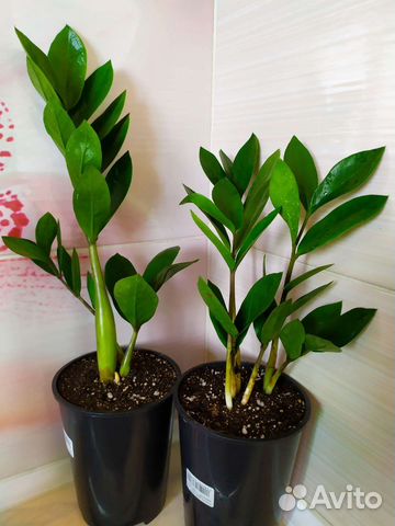 Замиокулькас