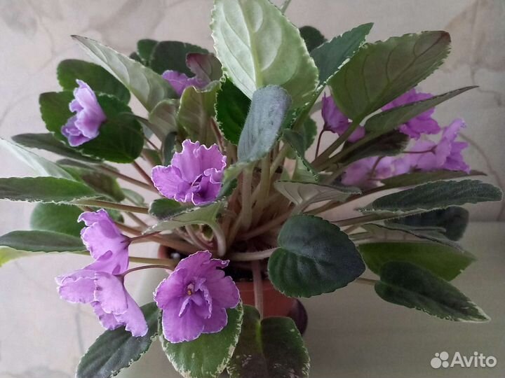 Фиалки трейлеры