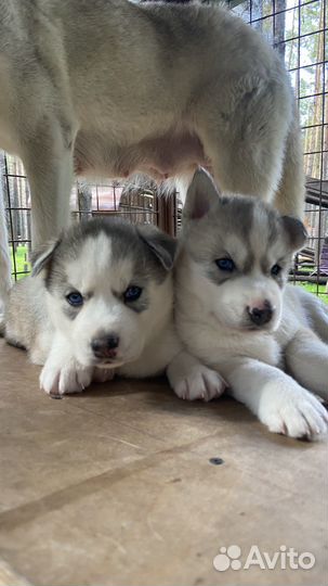 Щенки сибирской хаски