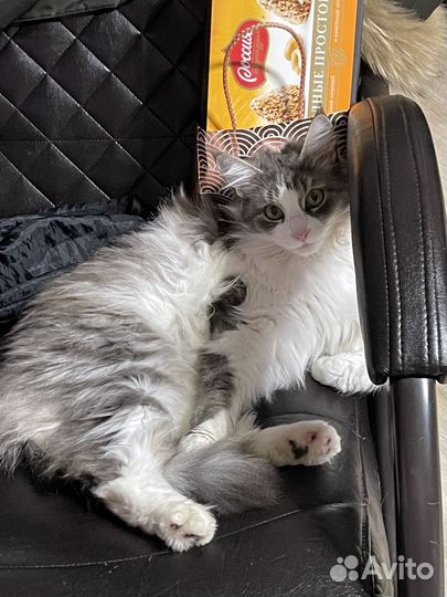 Передержка животных