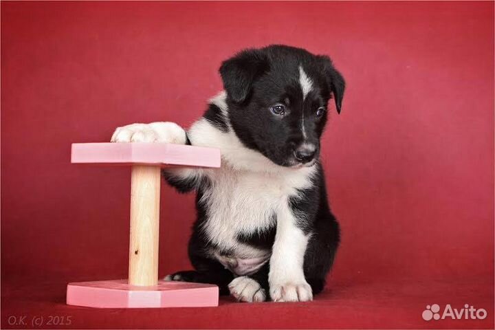 Дрессировка щенков вд, окд на площадке по выходным