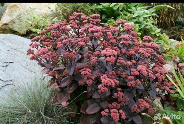 Многолетние цветы, в горшке