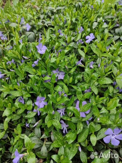 Лисий хвост Юкка Василек Рудберия Эхинацея Седум