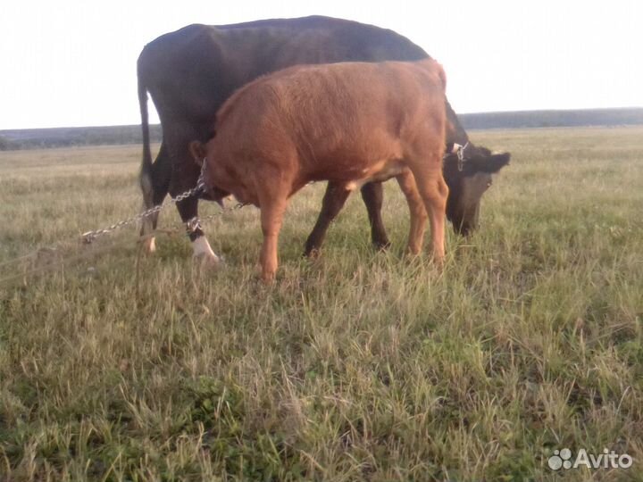 Корову хорошую продам