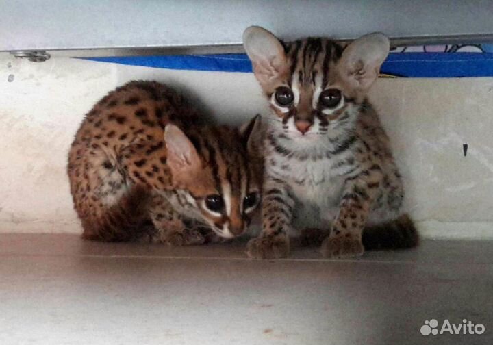 Алк лютик. азиатский леопардовый кот