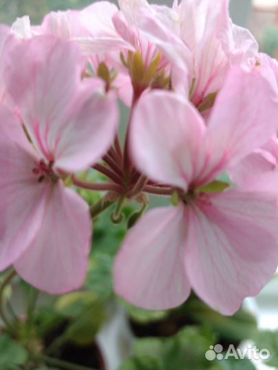 Пеларгония герань