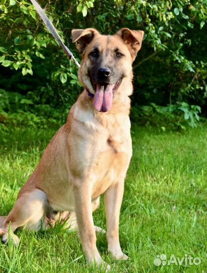 Собака девочка Рейна 1,5 года