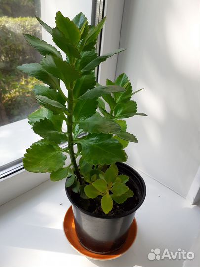 Каланхоэ лечебное