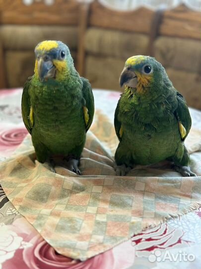 Венесуэльский амазон