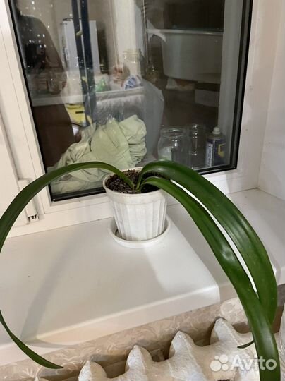 Гиппеаструм