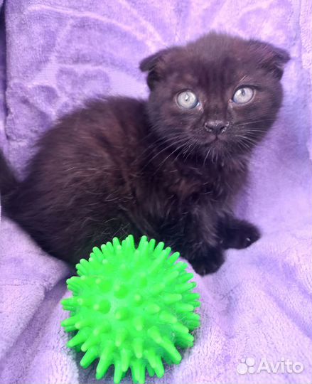 Котенок девочка в добрые руки