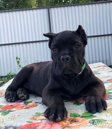 Щенки кане корсо