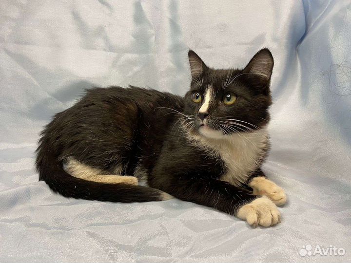 Котёнок в дар