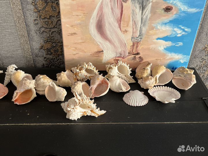 Морские ракушки