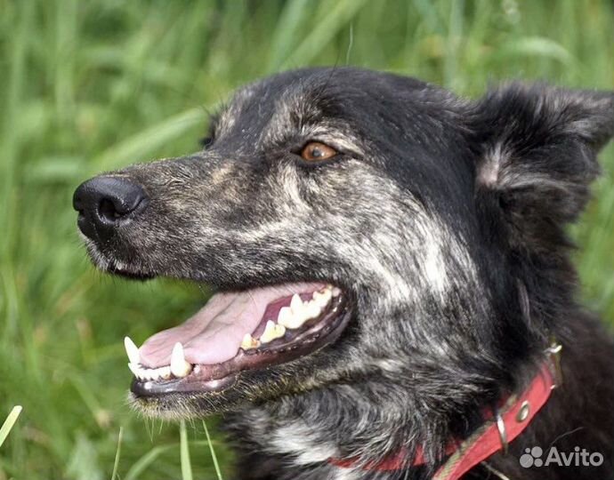 Собакча в добрые руки