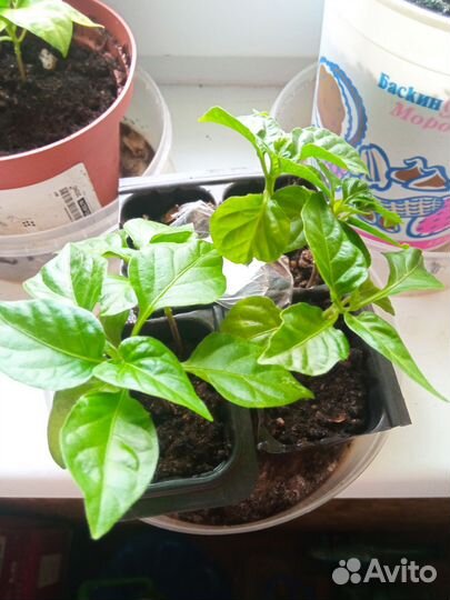 Саженцы сверх острого перца