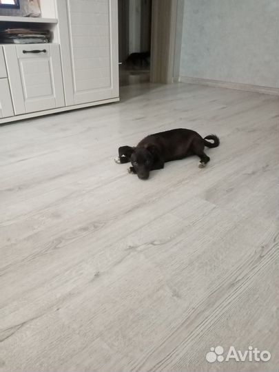 Щенок от маленькой собаки