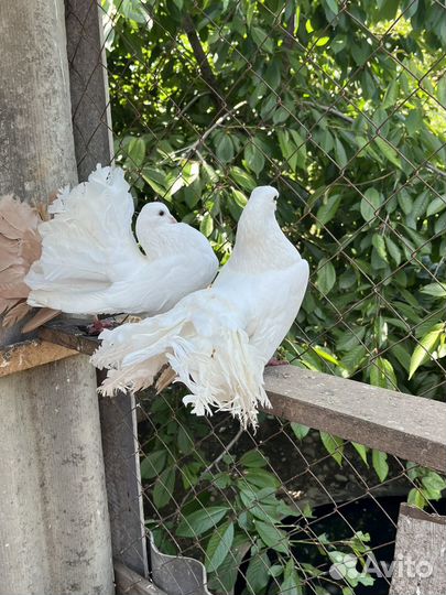 Продажа голубей