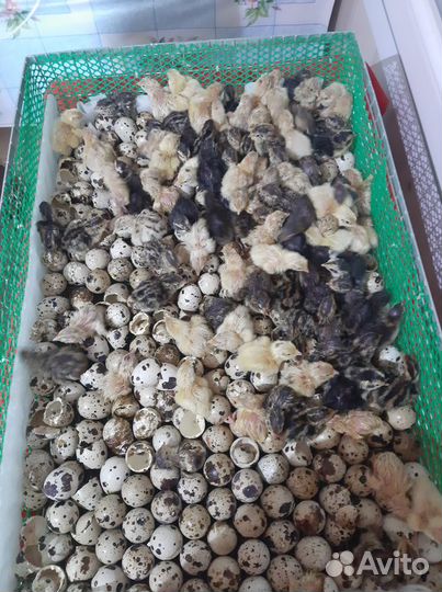 Перепела птенцы яйцо живая птица