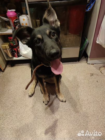 Метис овчарки Марта в добрые руки