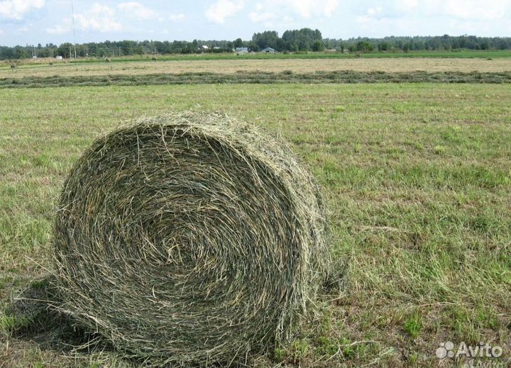 Сено в тюках