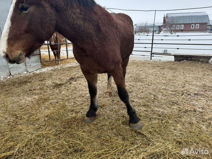 Жеребец производитель