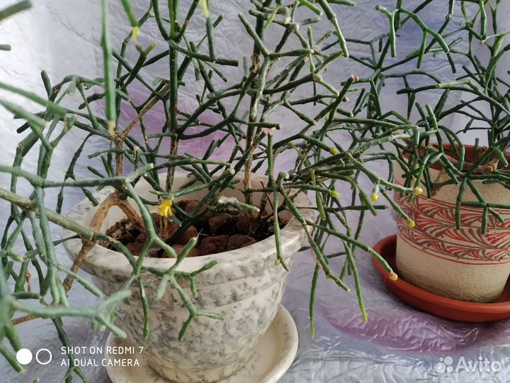 Цветок Рипсалис