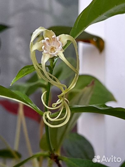 Разные растения для дома