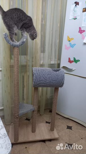 Когтеточка