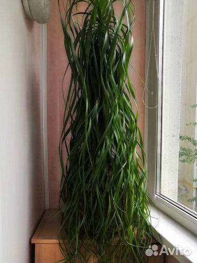 Комнатные растения цветы большие