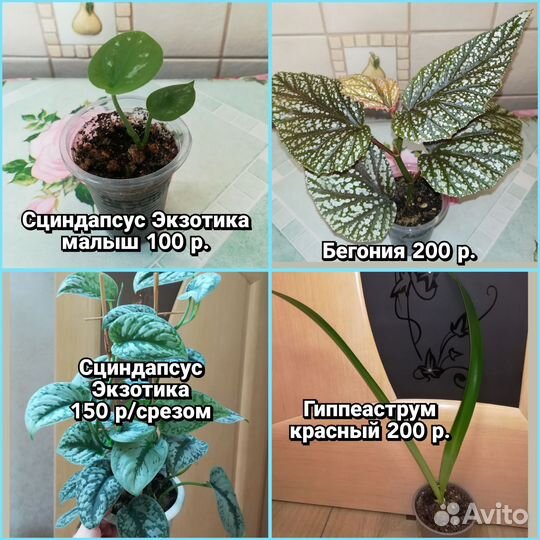 Цветы домашние