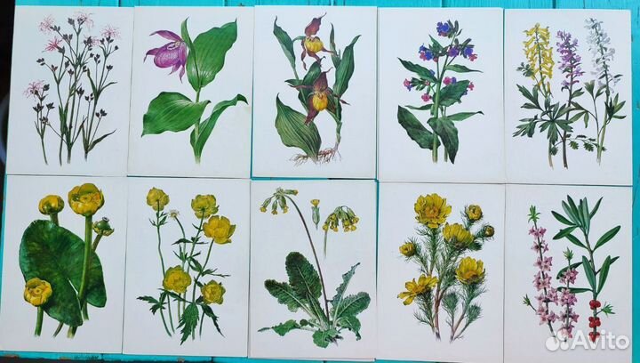Открытки ботанические цветы, растения