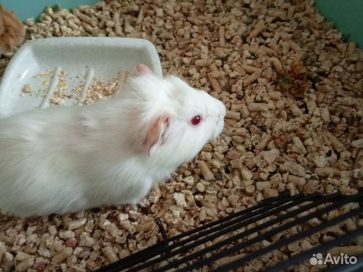 Морские свинки