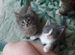 Котятки котик и кошечки 1,5 мес - в добрые руки