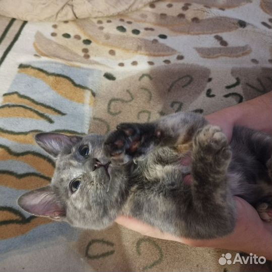 Кошка метис