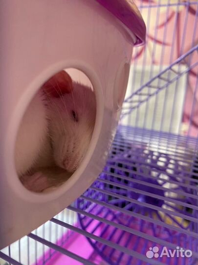 Крыса дамбо