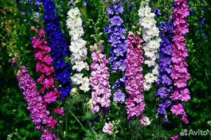 Дельфиниум (семена)