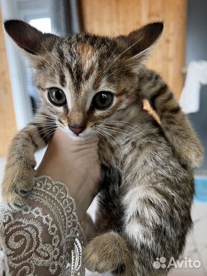 Котенок