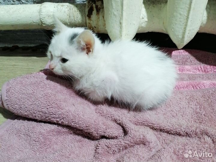 Простые котята