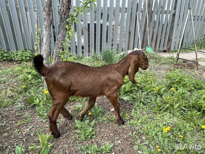 Козлики и козочка