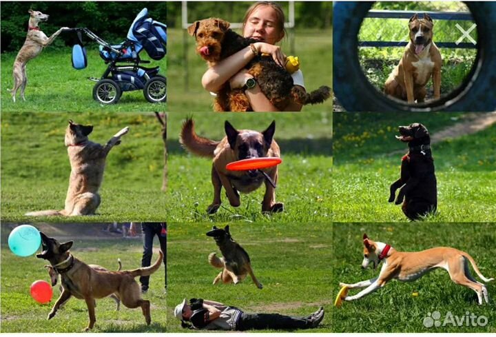 Профессиональная дрессировка собак