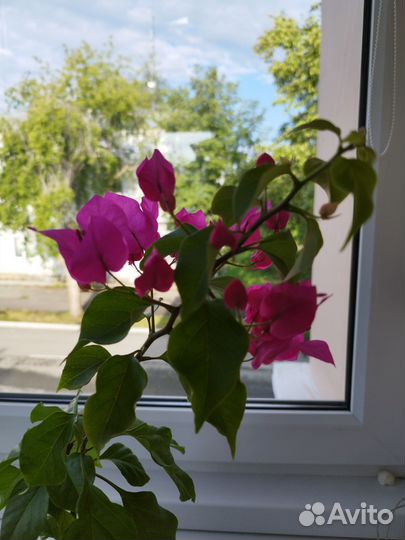 Бугенвилия