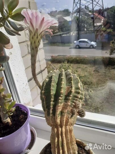 Кактус цветущий