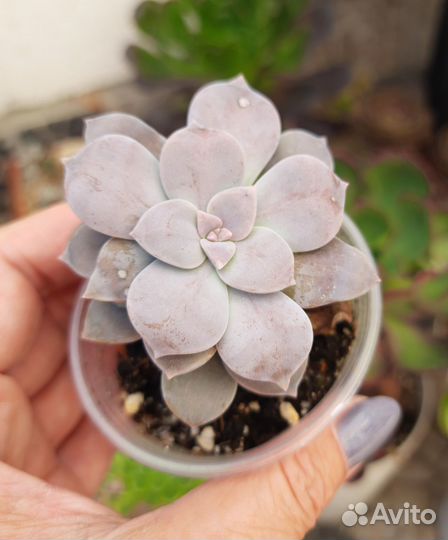 Суккуленты Thriller pearl и др